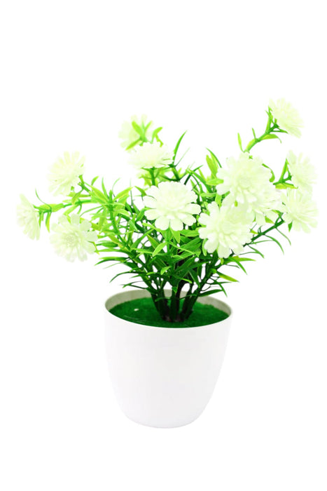 Flor eterna de Scabiosa en maceta para decoracion del hogar en colores varios